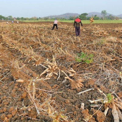 TST MANTÉM FAZENDEIRO NA LISTA DE TOMADOR DE SERVIÇO ANÁLOGO AO ESCRAVO
