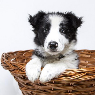 TAM É OBRIGADA EMBARCAR PASSAGEIRA JUNTO DE SEU PET